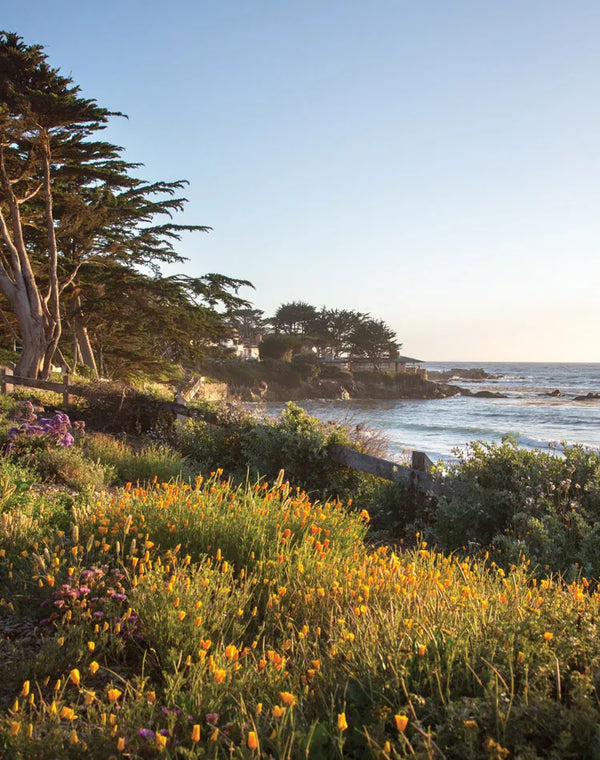 CARMEL-BY-THE-SEA FIELD GUIDE